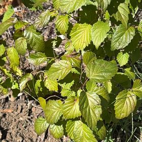 Photo of the plant species Arrowwood Viburnum by @MaximalKonjac19 named Girlfrond on Greg, the plant care app