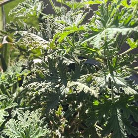 Photo of the plant species Citronella Grass by @CuteGoldwire81 named Duke on Greg, the plant care app