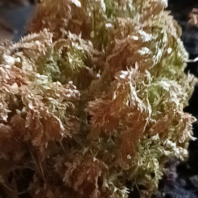 Photo of the plant species Cypress-Leaved Plait Moss by @BuffParrypinyon named Curie on Greg, the plant care app