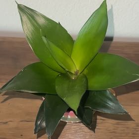 Photo of the plant species Dracaena Compacta by @ProperEchinaria named Compact Dracena on Greg, the plant care app