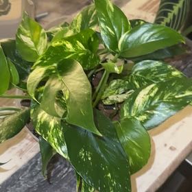 Photo of the plant species Epi Pinnatum Sunburst by @ProperEchinaria named Sunburst on Greg, the plant care app