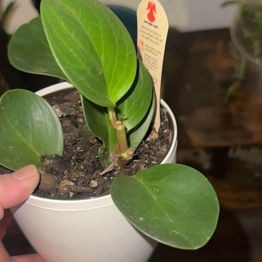 Photo of the plant species Peperomia 'Pixie Lime' by @ProperEchinaria named Pepperonis on Greg, the plant care app