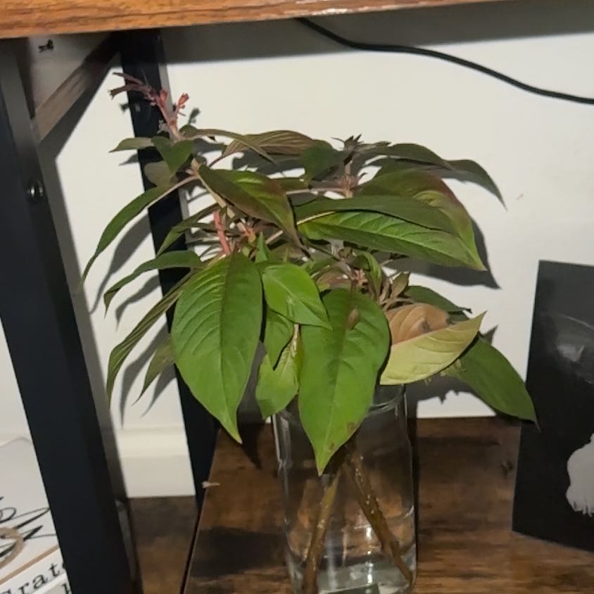 Photo of the plant species Fire Bush by @ProperEchinaria named Daphne on Greg, the plant care app