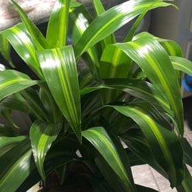 Photo of the plant species Hawaiian Dragon Tree by @ProperEchinaria named Achilles on Greg, the plant care app