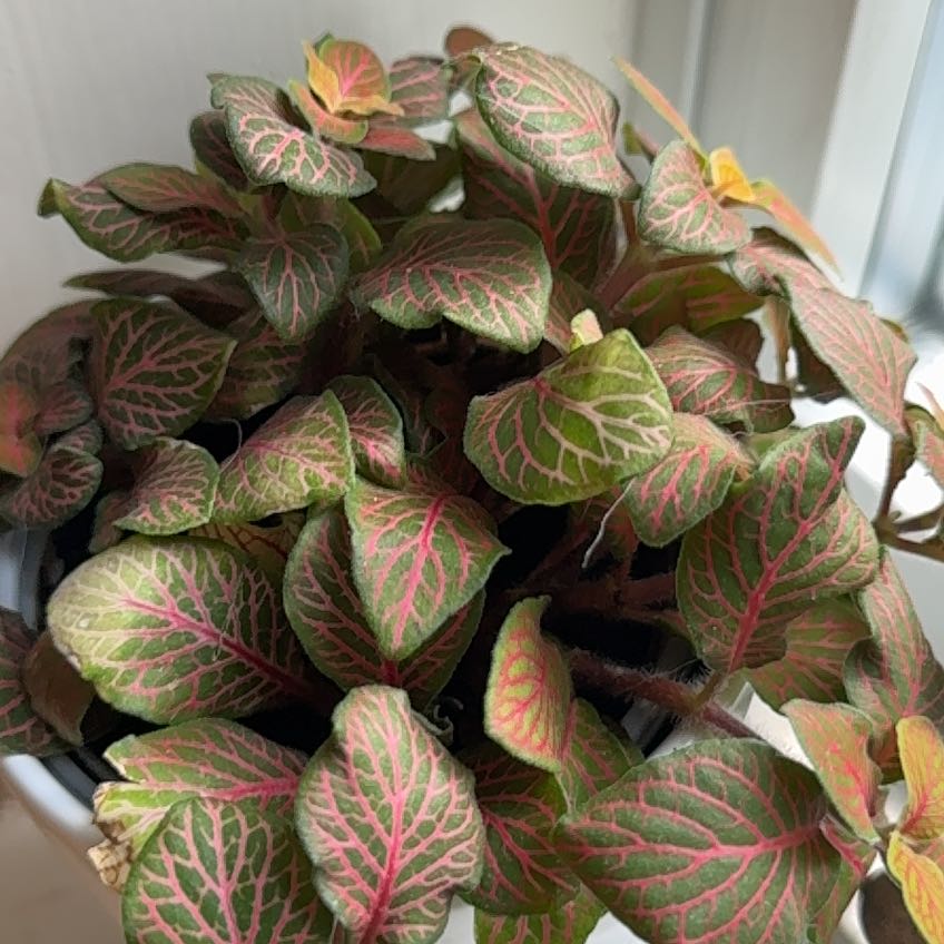 Photo of the plant species Nerve Plant by @DDahlia0107 named Pinky on Greg, the plant care app