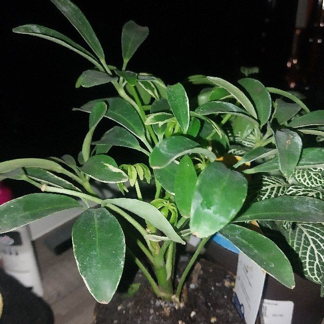 Photo of the plant species Moondrop Dwarf Umberlla Tree by @Dookiewizz named Tupot amaroot on Greg, the plant care app
