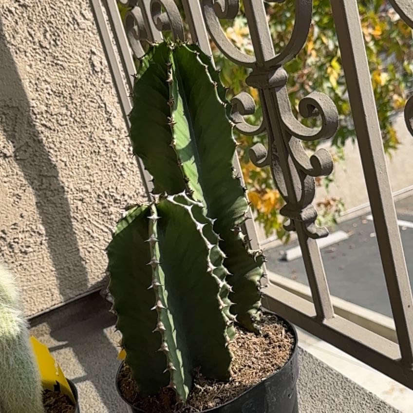 Photo of the plant species Desert Candle Cactus by @ProfusePitayita named African Candle on Greg, the plant care app