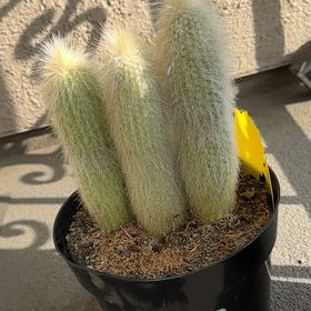 Photo of the plant species Columnar Cactus by @ProfusePitayita named Young Man on Greg, the plant care app