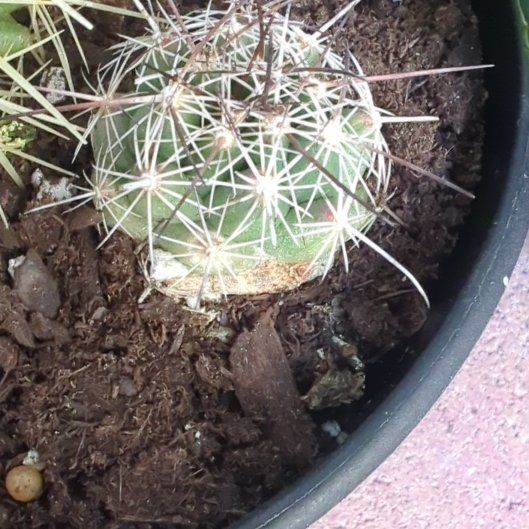 Photo of the plant species Thelocactus by @JollyLuckynut named Harmony on Greg, the plant care app