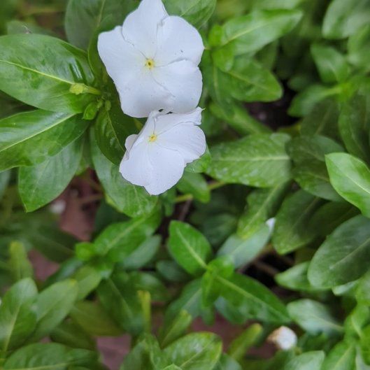 Photo of the plant species Herbaceous Periwinkle by @JollyLuckynut named Beckham on Greg, the plant care app