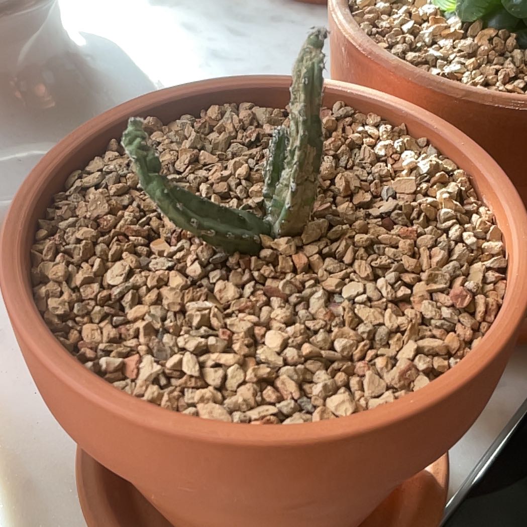 Photo of the plant species Monvillea spegazzini f. cristata by @IdolQuince87 named Elina on Greg, the plant care app