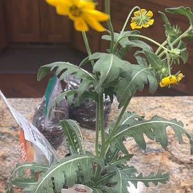 Photo of the plant species Engelmann's Milkweed by @ManyShingleoak named Wall-E on Greg, the plant care app