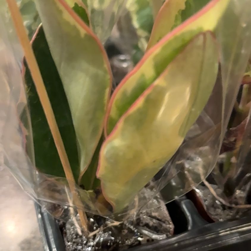 Photo of the plant species Common Smoothcap Moss by @CutePurei63 named Maya on Greg, the plant care app