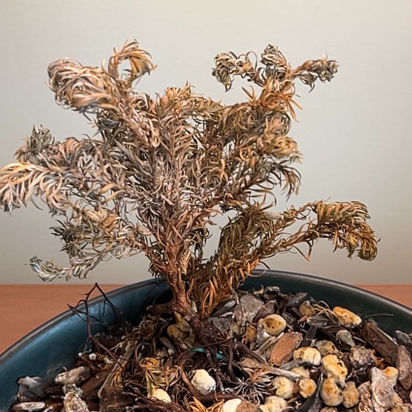 Photo of the plant species Chamaecyparis 'Silver Lode' by @CalmCrotonnorma named Harper on Greg, the plant care app