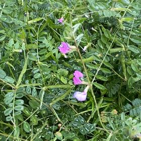 Photo of the plant species Garden Vetch by @JocularAcajou18 named Bieber on Greg, the plant care app