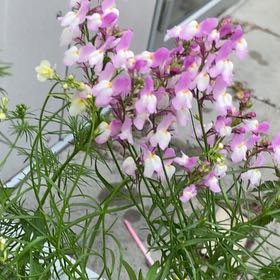 Photo of the plant species Nemesia Fruiticans by @JocularAcajou18 named Harry on Greg, the plant care app