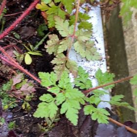 Photo of the plant species Robert Geranium by @JocularAcajou18 named Queen on Greg, the plant care app