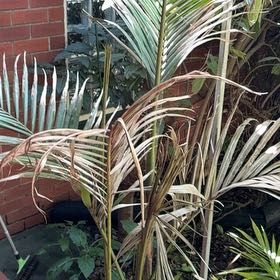 Photo of the plant species Nikau Palm by @47dre named Achilles on Greg, the plant care app