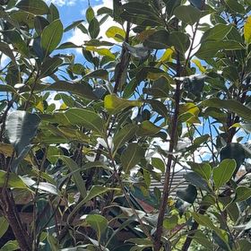 Photo of the plant species Ficus Macrophylla by @47dre named Luna on Greg, the plant care app