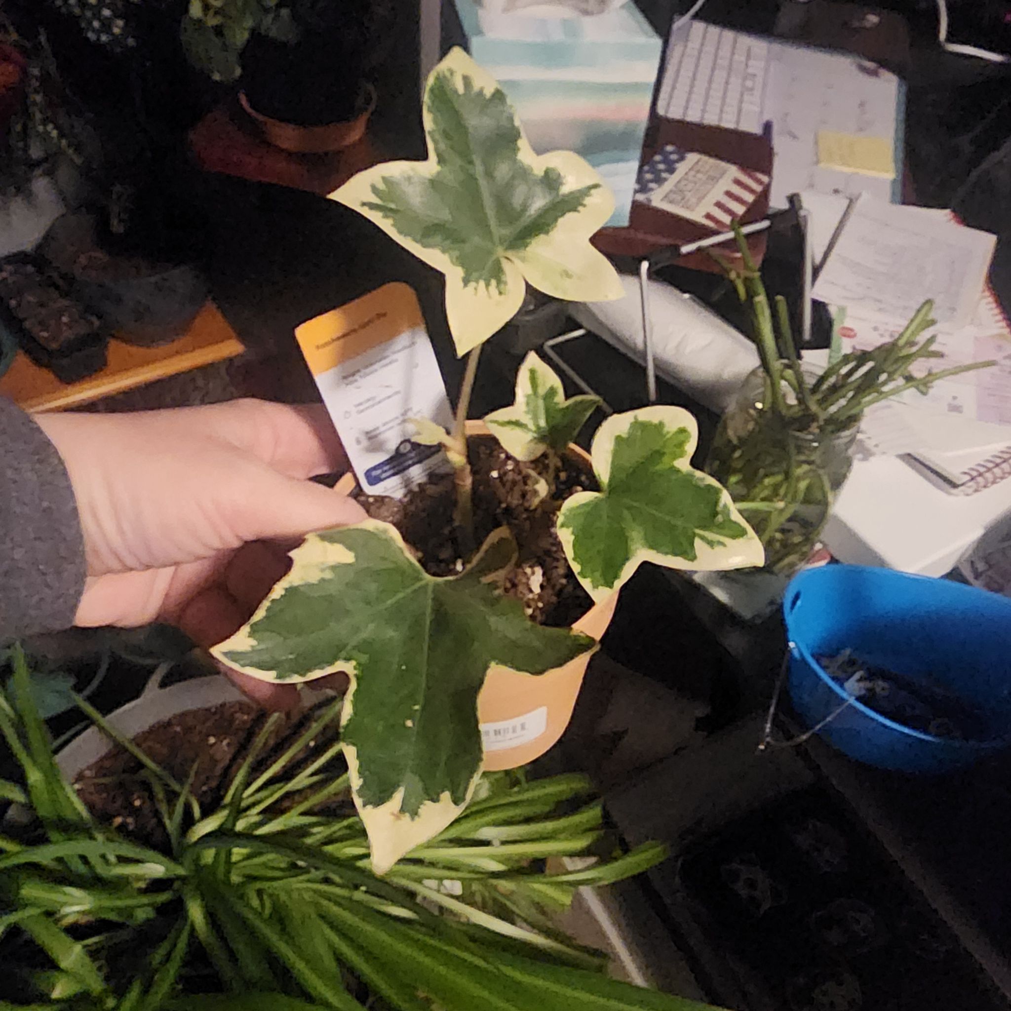 Photo of the plant species Variegated Tree Ivy by @whompingwillow named Daphne on Greg, the plant care app