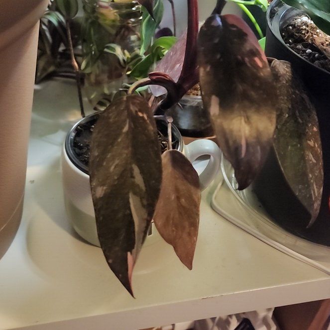 Photo of the plant species Pink Naomi by @whompingwillow named Naomi on Greg, the plant care app