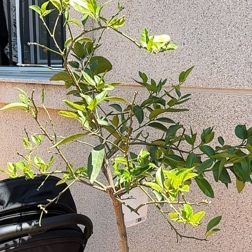 Photo of the plant species Lime Tree by @ToughRosemary named Scarlett on Greg, the plant care app