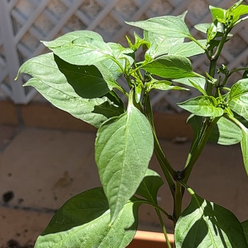 Photo of the plant species Jalepeno by @ToughRosemary named LiloStitch on Greg, the plant care app