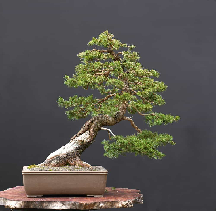 Photo of the plant species Norway Spruce by @WillNapaea53 named Spruce Lee on Greg, the plant care app