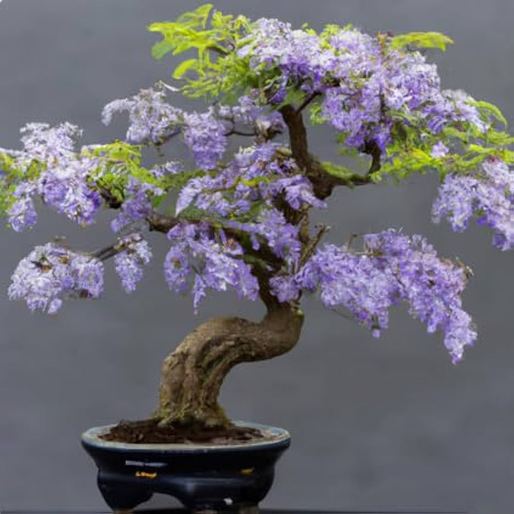 Photo of the plant species Bonsai Blue Jacaranda by @WillNapaea53 named Jacalbert Einstein on Greg, the plant care app