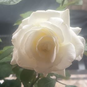 Photo of the plant species Hybrid Tea by @SassyDoubleclaw named Leonardo on Greg, the plant care app