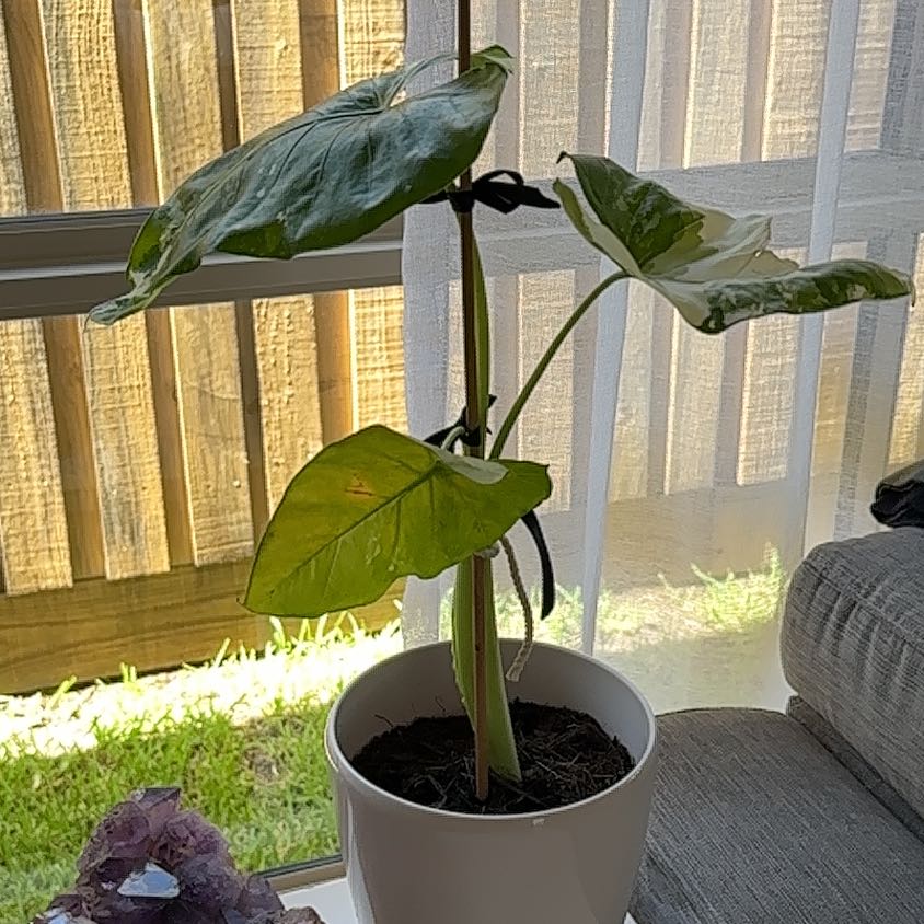 Photo of the plant species Alocasia albo by @StoriedGreenice named Girlfrond on Greg, the plant care app