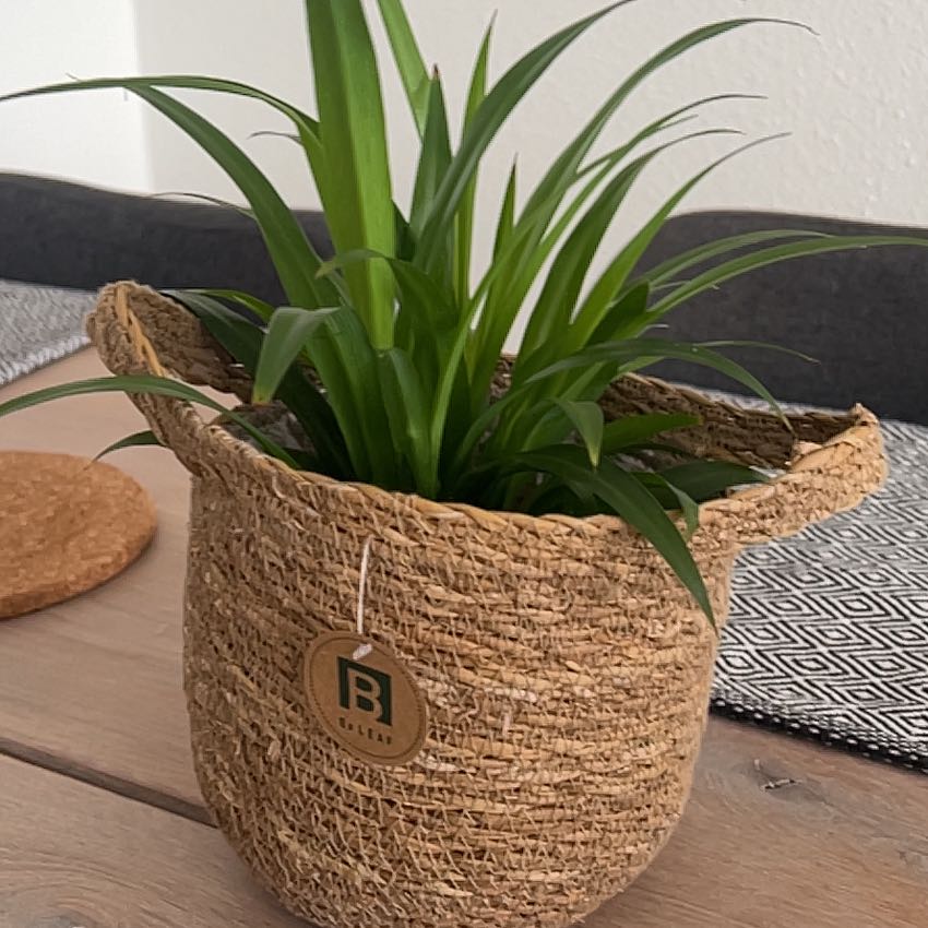 Photo of the plant species Solid Green Spider Plant by @KindTormentil81 named Demi on Greg, the plant care app