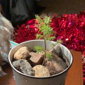 Photo of the plant species Red Fir by @ValidIcecaps75 named Scarlett on Greg, the plant care app