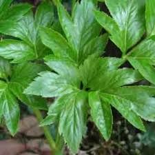 Photo of the plant species Ashitaba 'Tomorrow's Leaf' by @ZealHairyrocket named Apollo on Greg, the plant care app