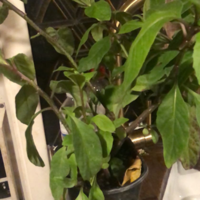 Photo of the plant species Longevity Spinach by @ManyLancewood named Lebron on Greg, the plant care app