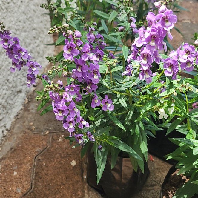 Photo of the plant species Lobularia 'Snow Princess' by @FunMaypop8 named Queen on Greg, the plant care app