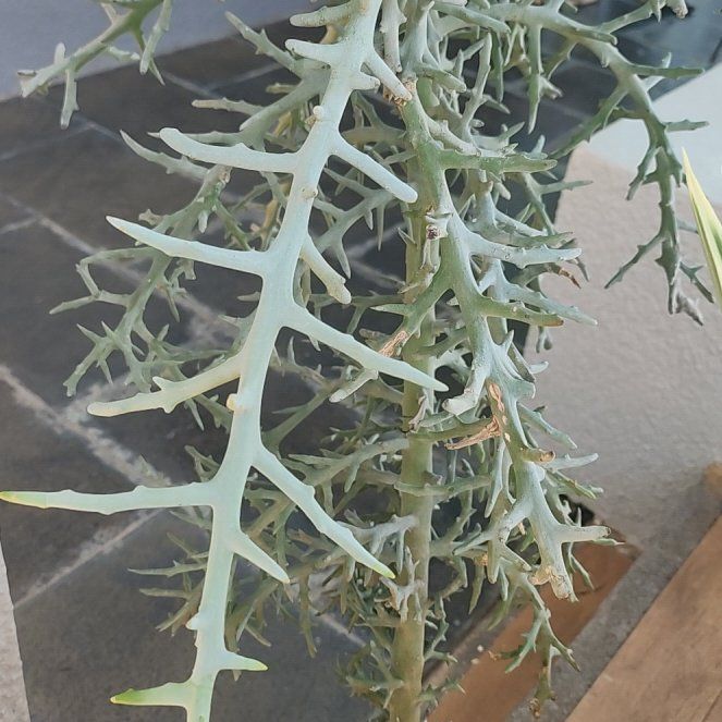 Photo of the plant species Euphorbia stenoclada by @FunMaypop8 named Michelle Branch on Greg, the plant care app