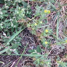 Photo of the plant species Disc Mayweed by @SnappyRimu94 named Dax on Greg, the plant care app