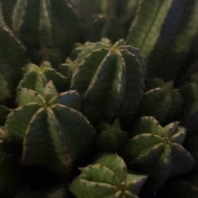 Photo of the plant species Tanzania Zipper Plant by @DeluxeBeans80 named Bodhi on Greg, the plant care app