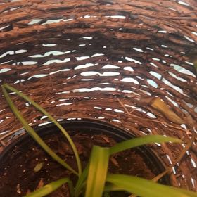 Photo of the plant species Brown Onion by @DeluxeBeans80 named Maya on Greg, the plant care app