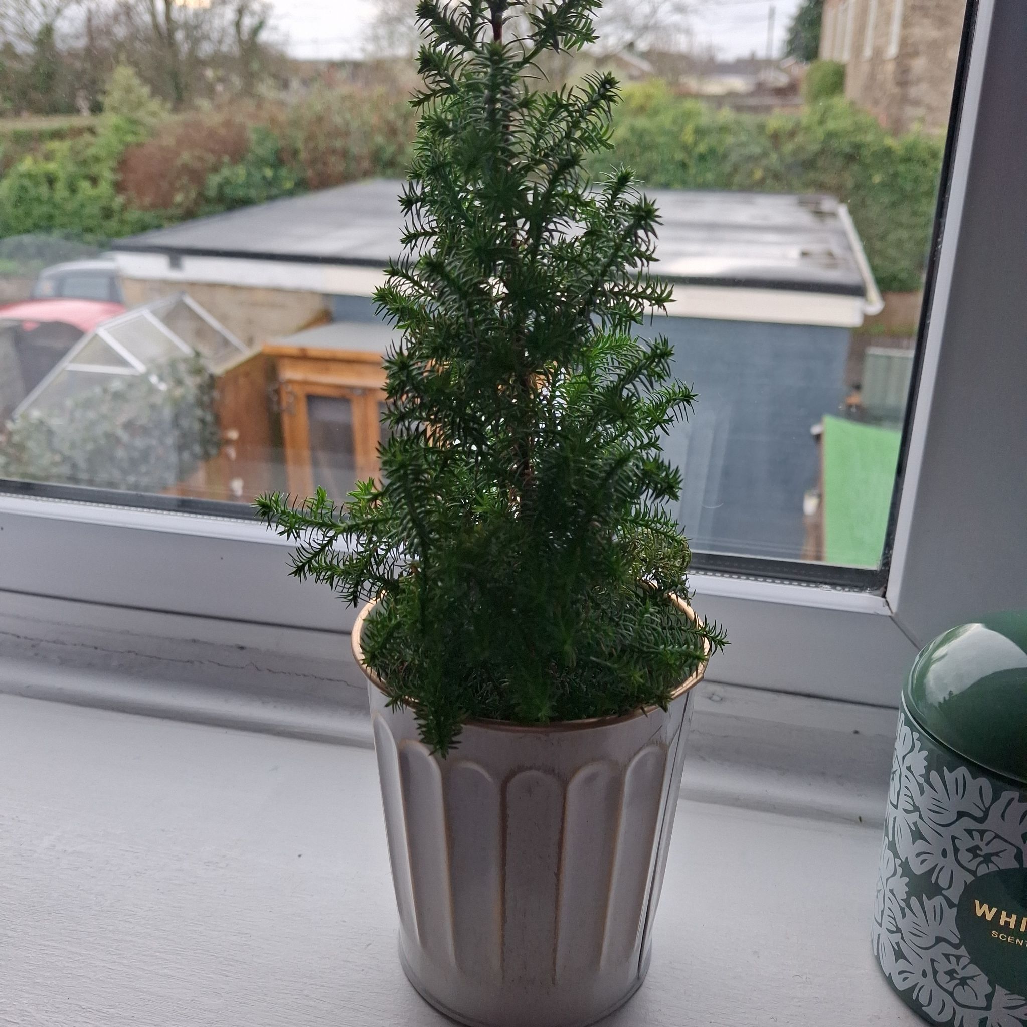 Photo of the plant species Plum Cedar by @VipHedera87 named Fern on Greg, the plant care app