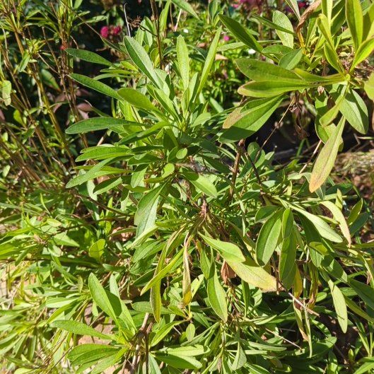 Photo of the plant species Paradise Plant by @TraveledBlueoak named Gaga on Greg, the plant care app