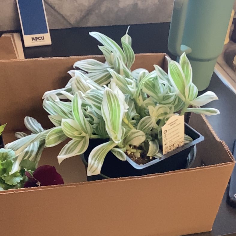 Photo of the plant species Pistachio White by @Rylynn named Whitey on Greg, the plant care app