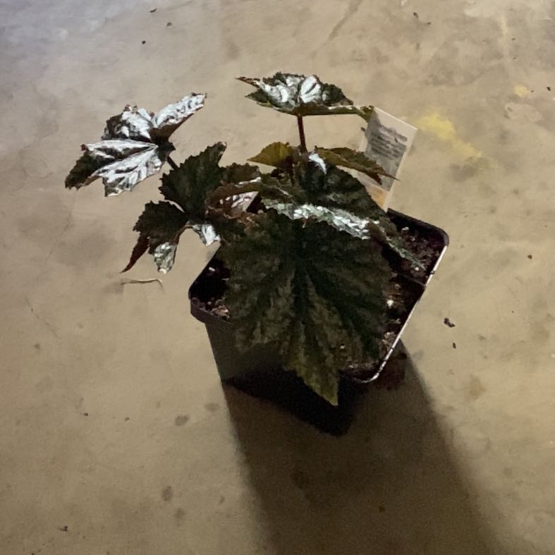 Photo of the plant species Hybrid Begonia by @Rylynn named Gryphon on Greg, the plant care app