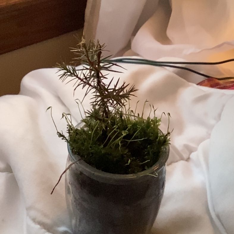 Juniper