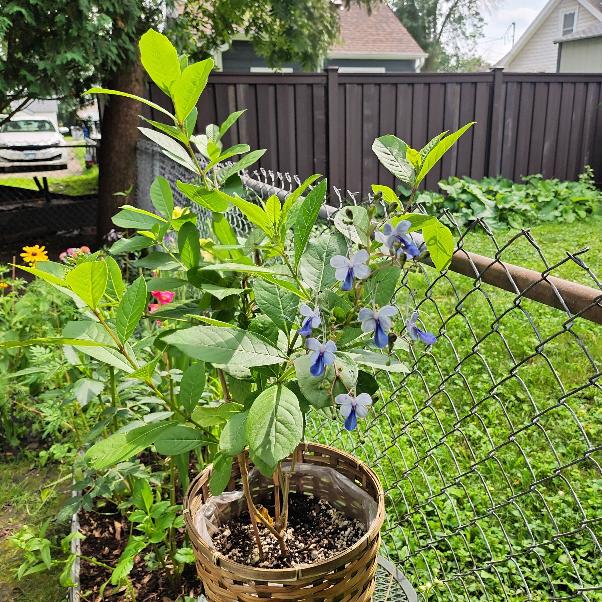 Photo of the plant species Clerodendrum by @WelsomeCidergum named Blue on Greg, the plant care app