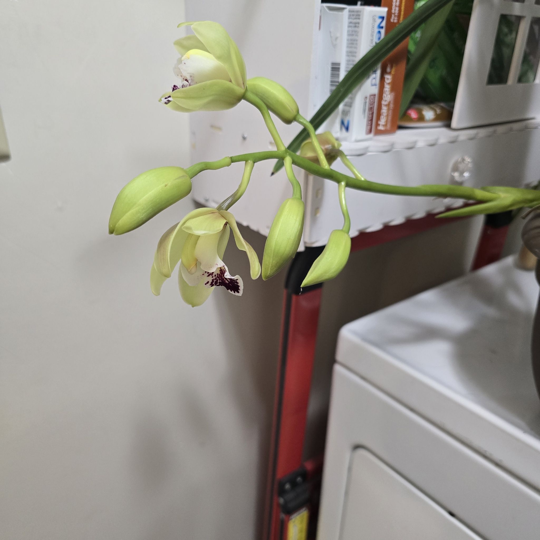 Photo of the plant species Golden Orchid by @VitalAfghanpine named Duke on Greg, the plant care app