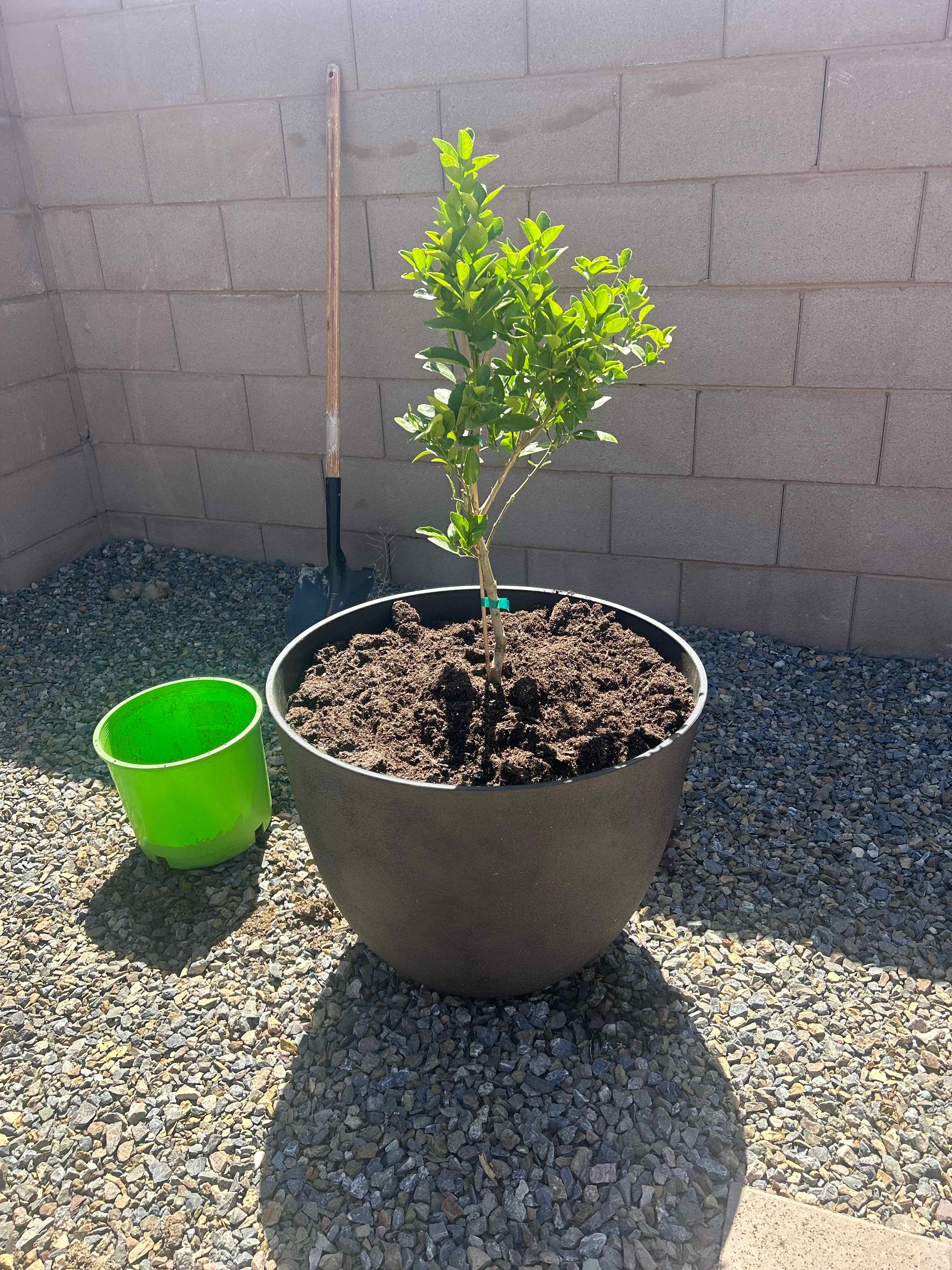 Photo of the plant species Thornless Mexican Lime Tree by @UnequalledFicus named Leonardo on Greg, the plant care app