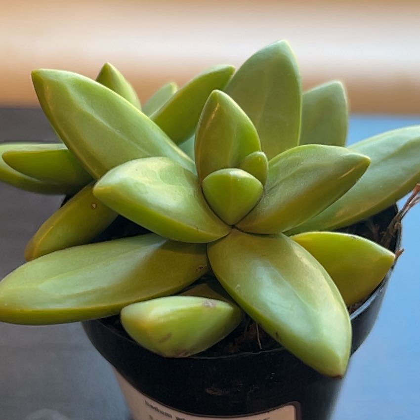 Photo of the plant species Sedum adolphi 'Lime Gold' by @UnequalledFicus named Zac Efron 2.0 on Greg, the plant care app