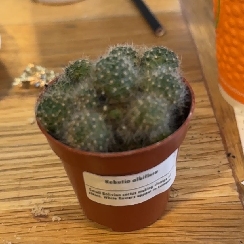 Photo of the plant species White-Flowered Rebutia by @ClassyCatnip31 named Billy Bob on Greg, the plant care app